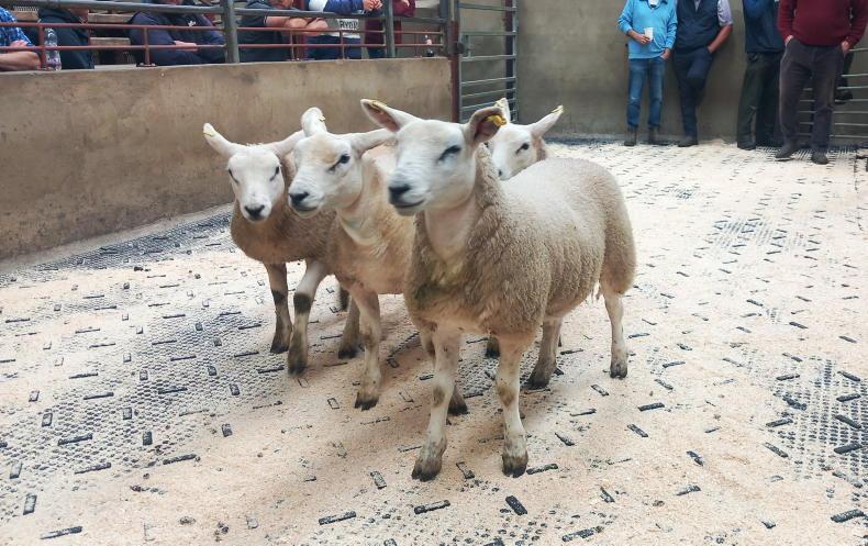 Cuts put NI lamb price at 2025 levels