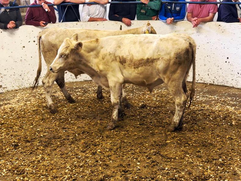 Trade steady in Cahir for all types of cattle