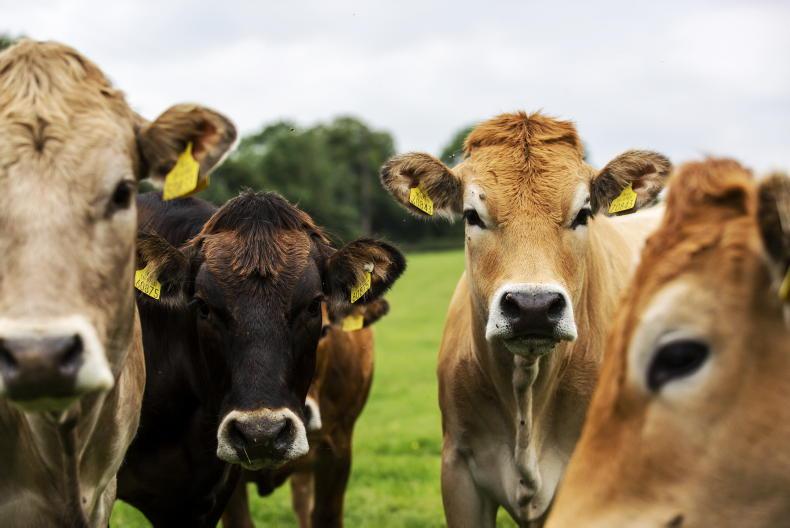 Ireland farms rank among the lowest stocked in EU