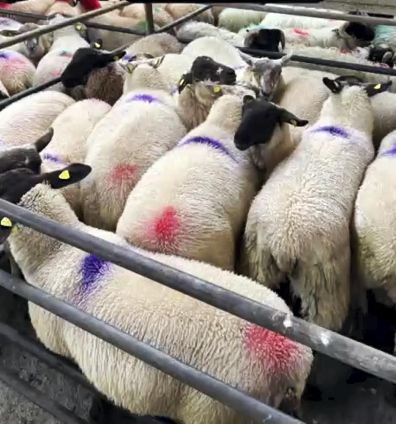 Keen demand for fleshed types in Ballinrobe