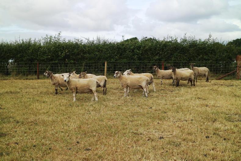 Factories are 'using drought to push lamb prices back'