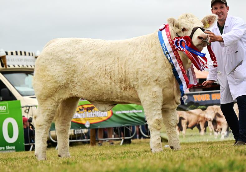 Monaghan heifer wins National Charolais Show