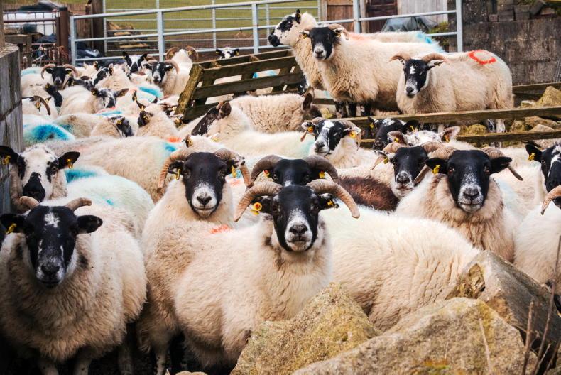 Proposed CAP cuts could see direct payments fall to €130/ha - IFA