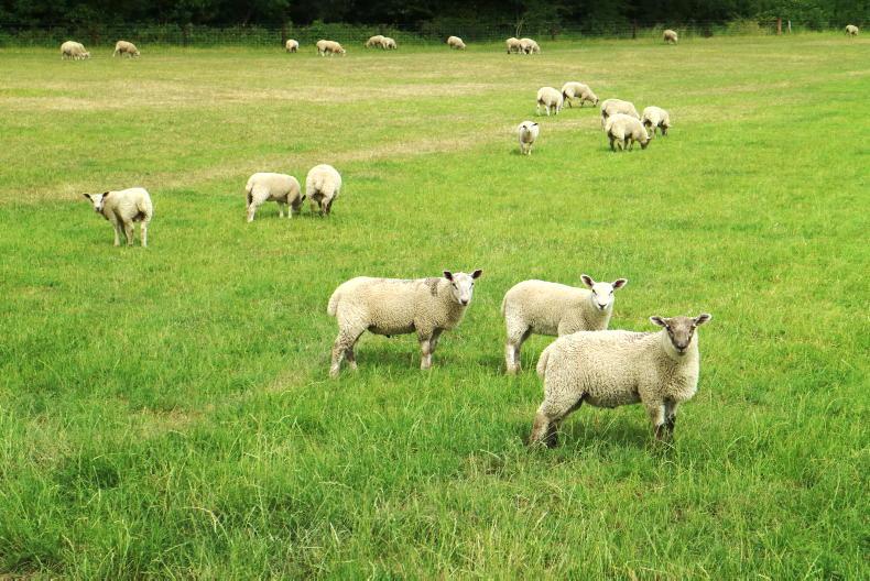 Sheep Management: Drought and lamb slaughter performance