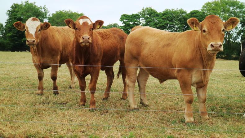 Grass+ Beef: conditions remain tough as soil moisture deficits still bite