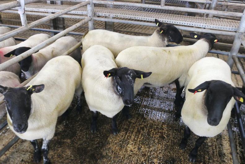 Variable performance in ewe hogget sales