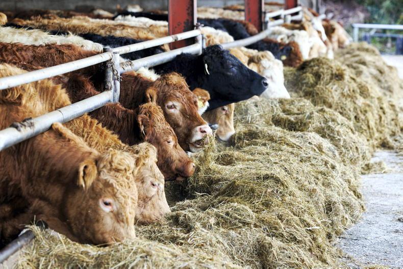 Beef management: fodder supplies and SCEP weighing