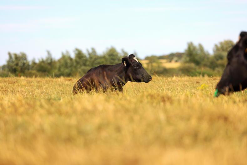 Drought costing over €3m per day