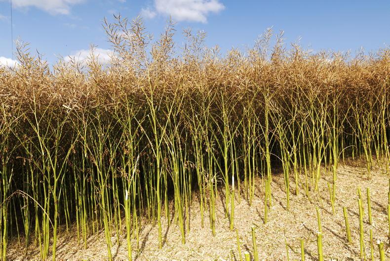 Tillage Management: oilseed rape and crop planning