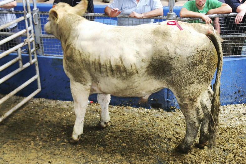 Camera at the Mart: heavy bullocks and light heifers sought after in Portumna
