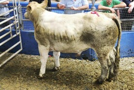 Camera at the Mart: heavy bullocks and light heifers sought after in Portumna