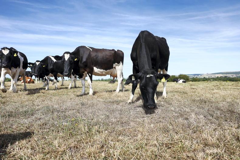 Drought advice: planning, culling and winter feed key for dairy farmers