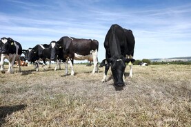 Drought advice: planning, culling and winter feed key for dairy farmers