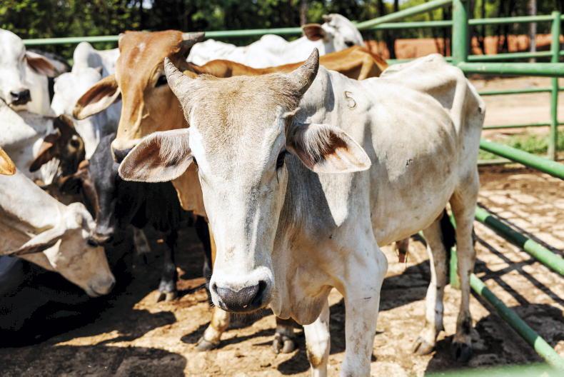 China tariffs bite into Brazil’s beef exports