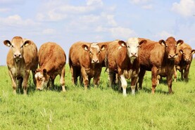 First production sale from Blarney Castle’s Turret Farm