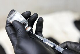 Over a dozen vet med recalls issued in 2025 to protect animal or human health