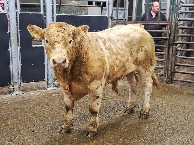 Shippers drive the weanling trade in Ballymote Mart