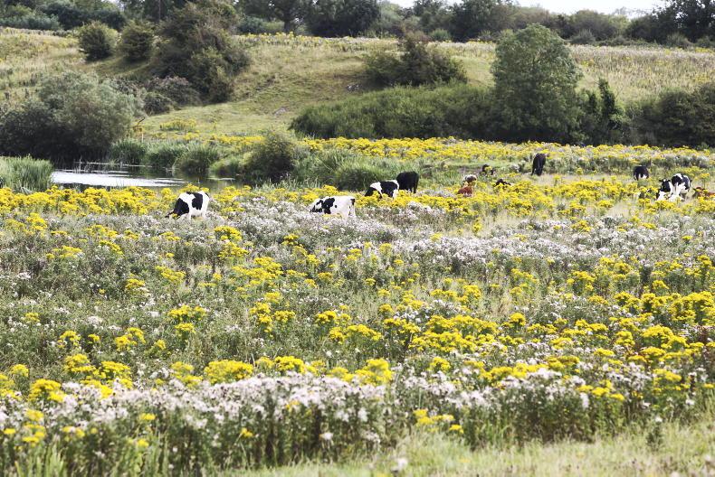 23 farmers ordered to destroy ragwort and thistles so far this year