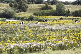 23 farmers ordered to destroy ragwort and thistles so far this year