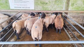 In pictures: fleshed lambs sell from €170 to €180 in Ballinasloe
