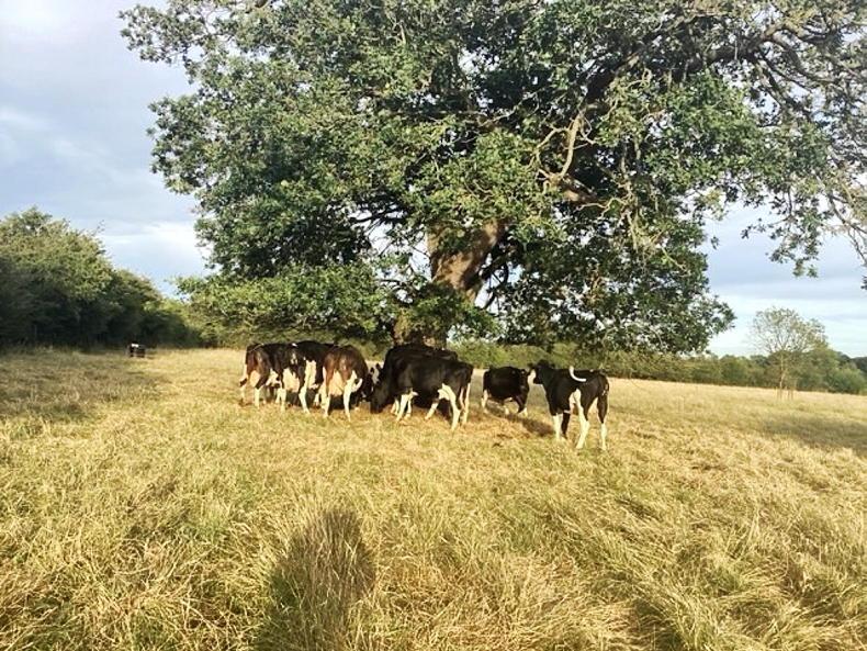 Farmer Writes: cows on full winter rations in England