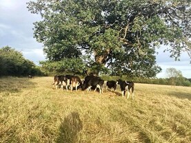 Farmer Writes: cows on full winter rations in England