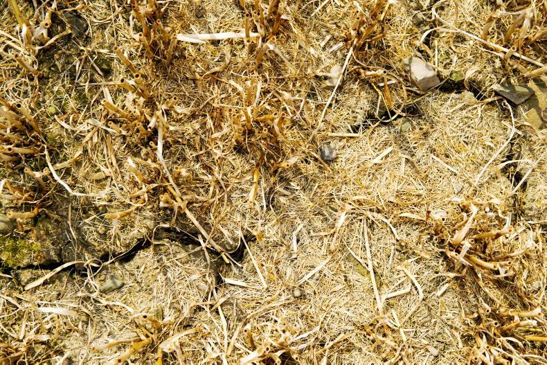 Extreme heat and drought costs Italian farmers €3bn