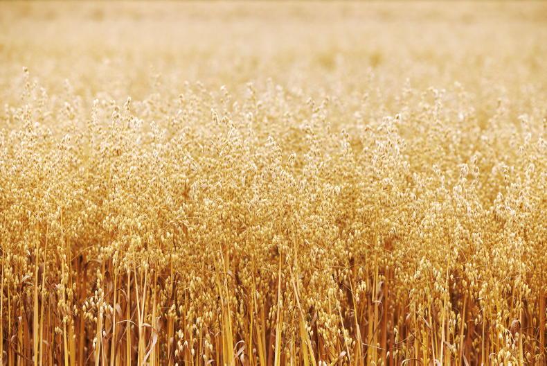 Oat 'feed' imported as 50,000t of Irish crop sit in store