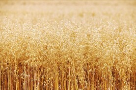 Oat 'feed' imported as 50,000t of Irish crop sit in store