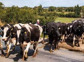 Agri jobs: assistant manager wanted for 500-cow dairy farm in Meath