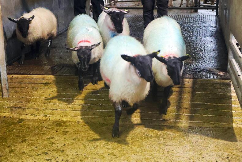 Hogget ewes best priced in Cahersiveen
