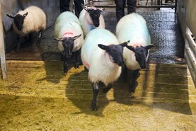 Hogget ewes best priced in Cahersiveen