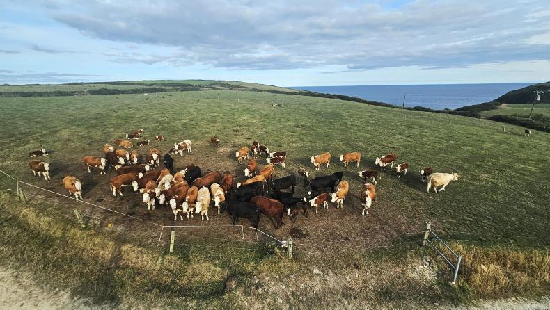 Farmer Writes: there’s no one to stand in a gap