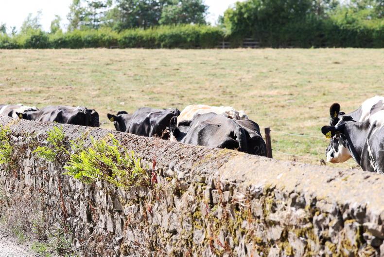 Fodder imports needed to avoid farm feed crisis, warns ICMSA