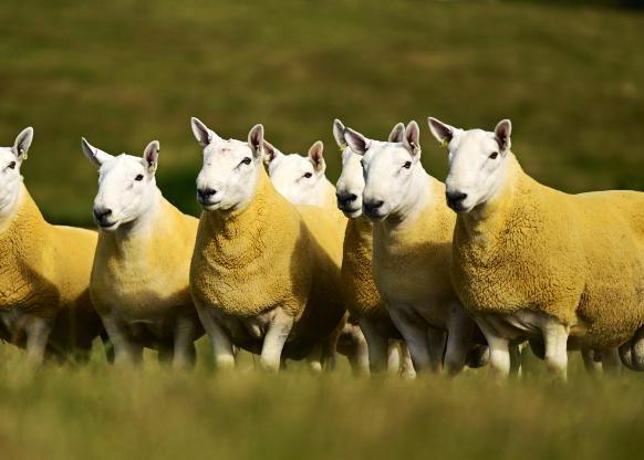 Glebefarm's Cheviot online sale offers proven tups