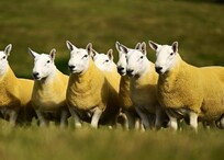 Glebefarm's Cheviot online sale offers proven tups