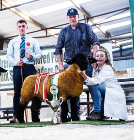 Suffolk ram sets new record price at West of Ireland club sale