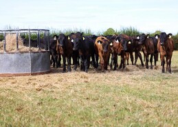 Fodder committee to meet ahead of make or break few weeks for winter feed