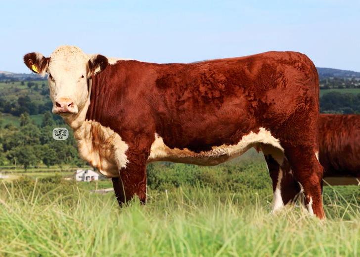 Corlismore Pedigrees to stage annual heifer sale