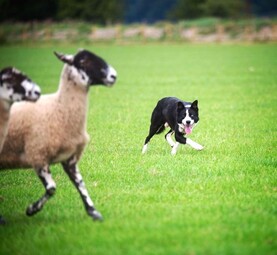 Champion sheepdog bloodlines go under the hammer in online auction