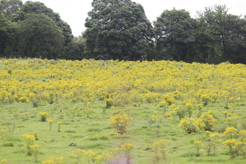 Ragwort poisoning: the warning signs and why the risk may be higher this year