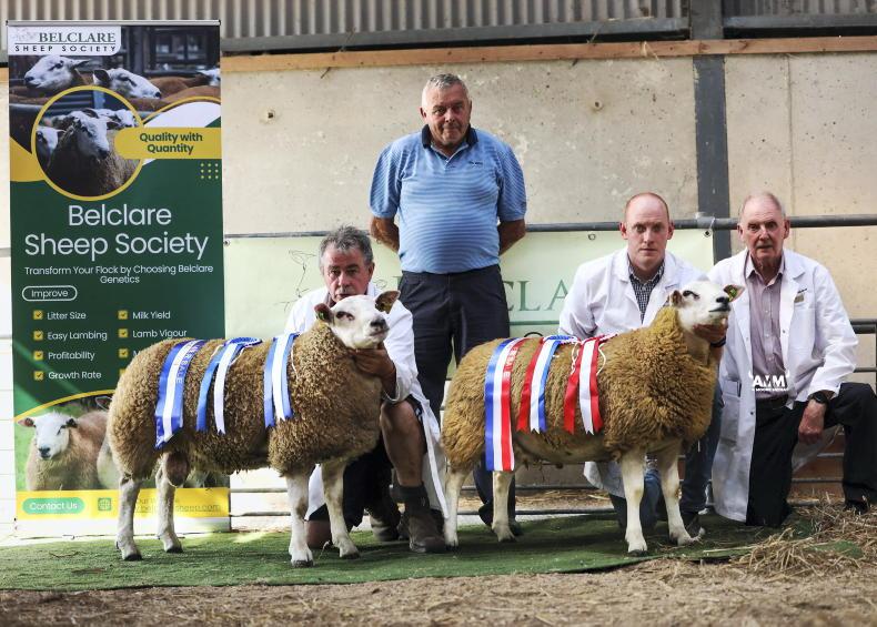 New sale record of €4,000 for Belclare ram