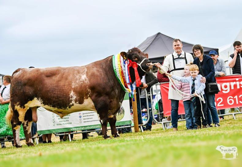 Popeye powers his way to National Shorthorn glory 