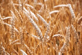 Sector 'at risk' as growers will need financial aid to grow crops in 2027 - IFA