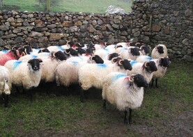 Organic group launches first sheep sale
