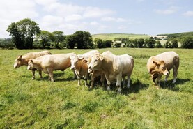 Factory prices steady at start of the week