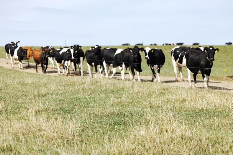 Farmers reveal drought reality: 'I don't know how bills will be paid'