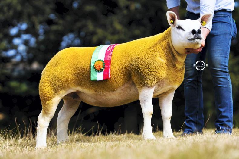 Records smashed as Texels hit golden anniversary in style