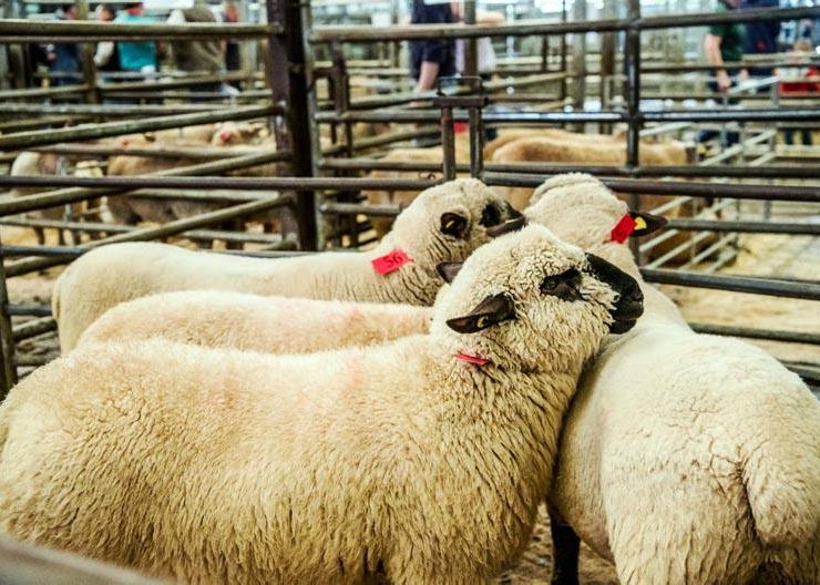 Catalogue finalised for Sheep Ireland sale 