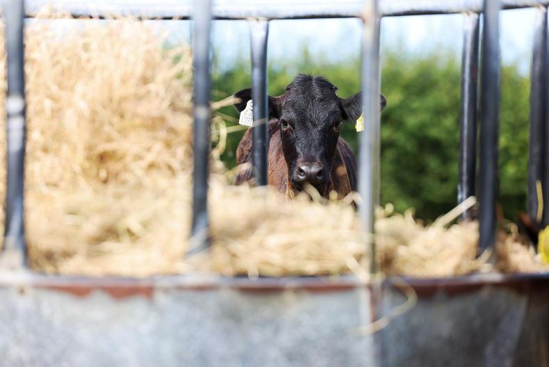 Fodder and grain crises will require ‘pan-European response’ - MEP Kelleher